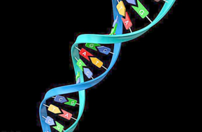 NAR：解析酵母四链DNA结构 助力癌症药物疗法<font color="red">的</font>开发