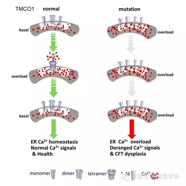 Cell：内质网钙库Ca2+释放的新通道CLAC被发现