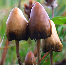 Lancet Psychiatry：牛粪堆上的『致幻』蘑菇可能是抑郁症患者的大救星