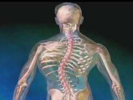 我国脊柱侧弯发病率约为2% 患者治疗不及时增加死亡率