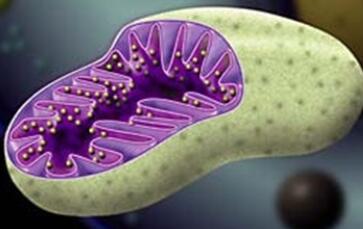 Cell：科学家揭示线粒体应激如何延长线虫寿命