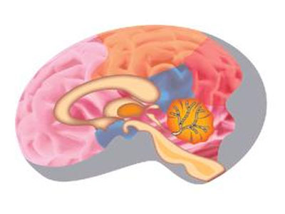 脑肿瘤发展的潜在生物标志物－<font color="red">维生素</font>E