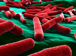 人体内的微生物<font color="red">菌</font>群与出生方式有关？