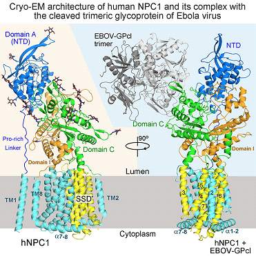 Cell：高<font color="red">福</font>与颜宁教授揭示胆固醇转运和埃博拉病毒入侵关键机制