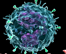 Clin Trans Immunol：PD-1抗体能够激活抗原特异性T细胞免疫反应