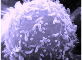 Nature：揭示出增加癌细胞抵抗免疫攻击的PD-L1基因变异