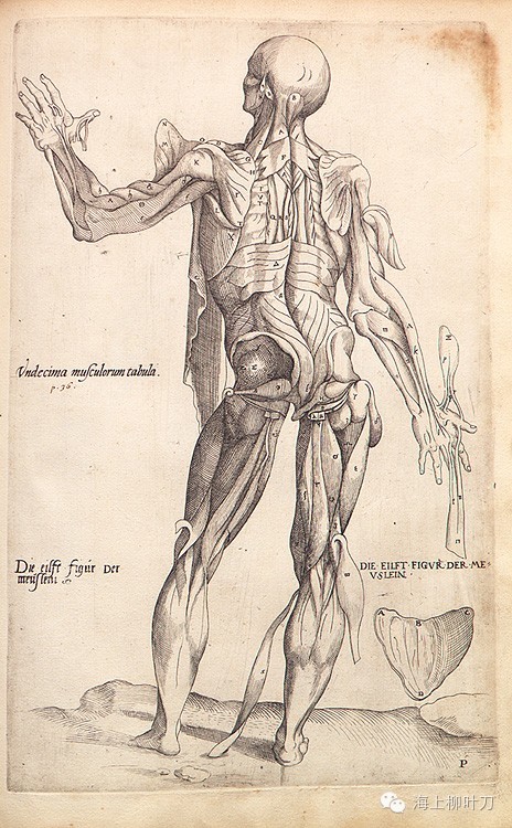 vesalius11sm.jpg