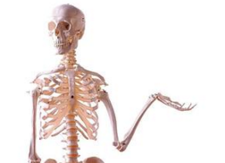这是人类历史上第一具完整的人体骨骼标本！
