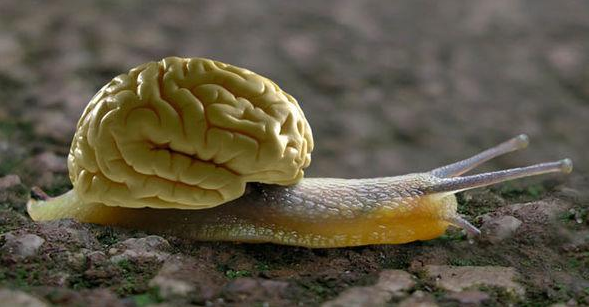 难以置信：蜗牛依靠两颗脑细胞做决定