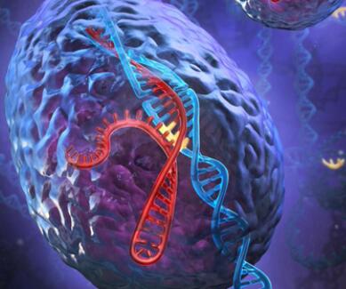Cancer Discovery：细胞对CRISPR的<font color="red">应答</font>不容忽视