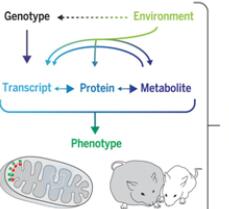 Science：对肝脏线粒体功能进行系统蛋白质组学研究