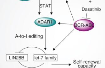 Cell Stem Cell：揭示利用ADAR1基因编辑系统产生<font color="red">白血病</font>干<font color="red">细胞</font>机制