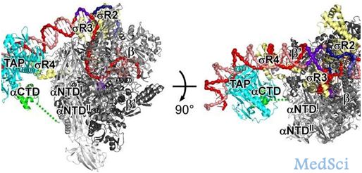 从结构上揭示基因特异性<font color="red">转录</font>激活蛋白工作机制