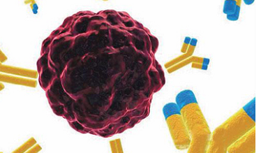 Nat Med：EGFR<font color="red">抗体</font>介导结肠癌细胞免疫性凋亡