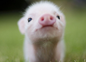 近期，逆天的人类在对猪的研究上迈出了哪些大步呢？