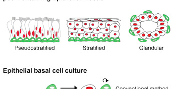 Cell Stem Cell：开发出在体外长期培养成体干细胞的方法