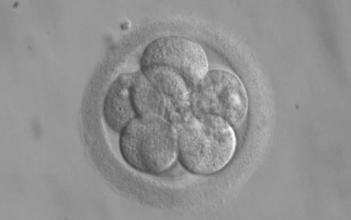 下一个40年：人类生殖从“冷冻卵巢”到“lab-grown”婴儿？