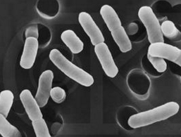 细菌能让人生病，最早是谁发现的？