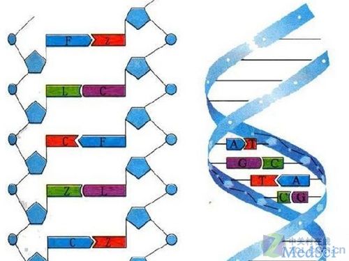 谈及DNA，仍然只想起双<font color="red">螺旋</font><font color="red">结构</font>，那你Out了！
