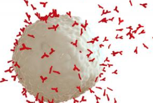 Nat Immunol：<font color="red">生发</font><font color="red">中心</font>B细胞向记忆B细胞分化机制