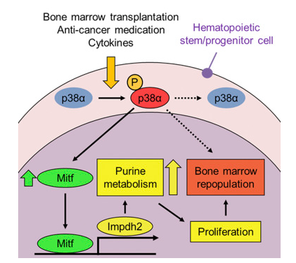 Cell Stem Cell：<font color="red">发动</font>造血干细胞的增殖“引擎”需要一关键分子