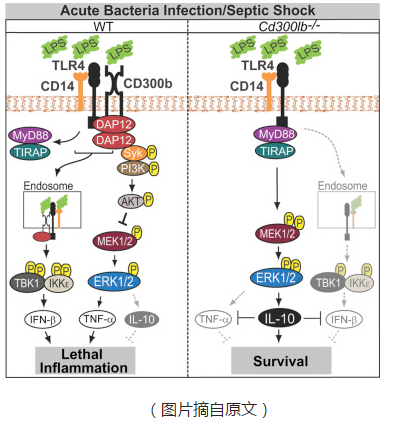 Immunity：LPS引起CD300b受体激活增强休克免疫反应