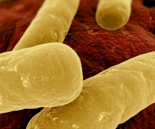 PNAS：科学家阐明细菌性腹泻的发病机理