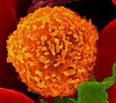 Cancer Res：新型抗癌策略可动员机体先天性和<font color="red">适应性</font>的<font color="red">免疫</font>反应