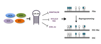 Stem Cell Rep：抑制DNA甲基化调控因子 让iPSC更像ESC