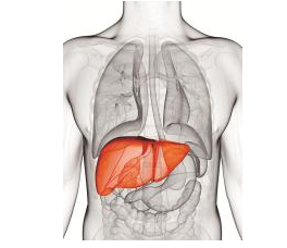 Stem <font color="red">Cells</font>:科学家找到维持肝脏细胞更新的神秘来源