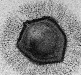 重磅！科学家质疑巨病毒存在类似CRISPR/Cas的系统