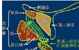 《中国<font color="red">帕金森病</font>的诊断标准（2016版）》发布