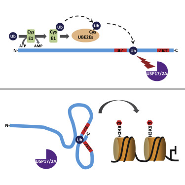 Mol Cell：科学家发现不需要E3连接酶的<font color="red">泛素</font>化过程