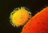 Lancet：中东呼吸综合征冠状病毒（<font color="red">MERS-CoV</font>）的流行病学研究