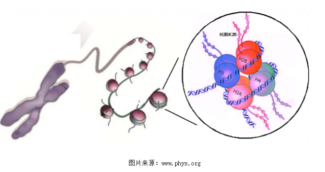 Genome Res：深入研究组<font color="red">蛋白</font><font color="red">修饰</font>机制或可帮助理解基因调节模式