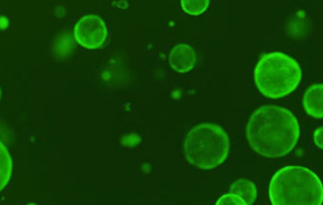 Cell子刊：首次发现叶酸可促进干细胞增殖