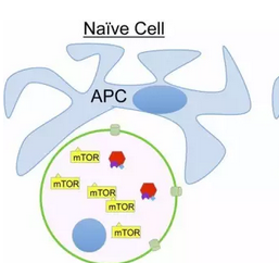Nature子刊：T细胞“长寿”之谜被揭开？