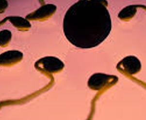 新型微流体平台或可筛选出最佳精子 帮助成功受孕