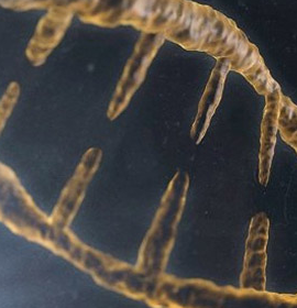中国科学家利用CRISPR成功修复β-地贫缺陷基因，有望实现自体移植