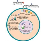 Oncogene：间充质<font color="red">干细胞</font>促进<font color="red">肿瘤</font>转移的新机制