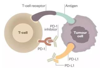 NEJM：黑色素瘤患者PD-1免疫疗法耐药性的机制被揭示