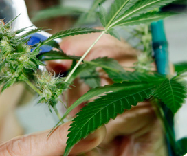 专家对于医用大麻的使用指南