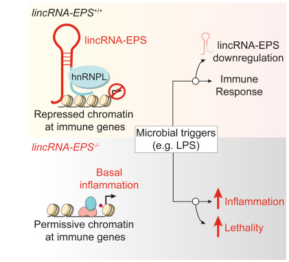 lincRNA-<font color="red">EPS</font>抑制炎症产生