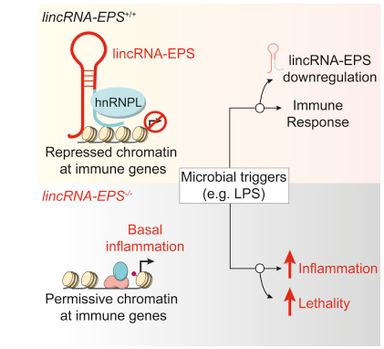 Cell：重大发现！lincRNA-EPS抑制炎症产生
