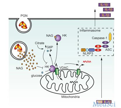 Cell：新发现的一类天然免疫<font color="red">受体</font>---己糖激酶