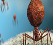 噬菌体治疗创面细菌感染研究进展