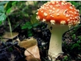 迷幻蘑菇药物有望治疗抑郁症