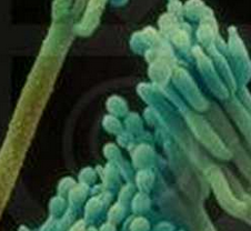 Nature子刊：科学家发现毛<font color="red">霉菌</font>病发病的分子途径