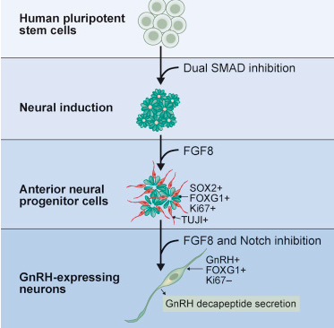 Stem Cell Reports：<font color="red">GnRH</font>神經(jīng)元誘導(dǎo)分化方案