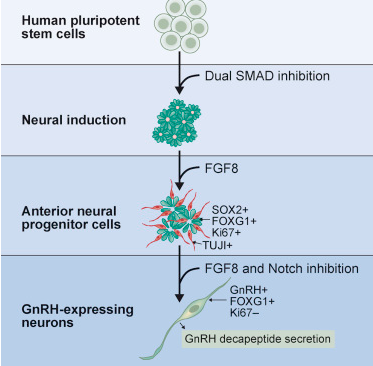 Stem Cell Reports：<font color="red">GnRH</font>神经元诱导分化方案